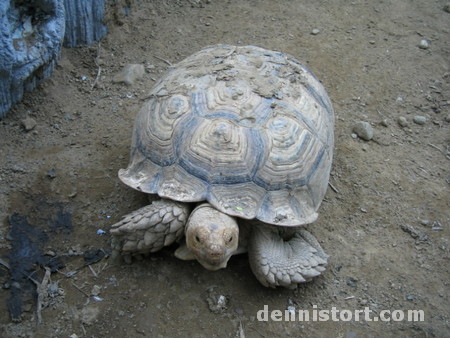 Tortoises in Avilon Zoo, Rizal Philippines